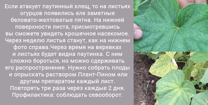 Почему желтеют, сохнут и скручиваются листья огурцов? причины, меры профилактики и борьбы. фото — ботаничка