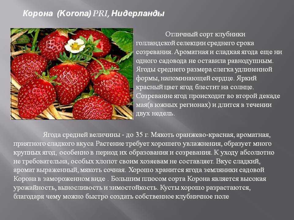 Клубника «азия»: описание, особенности и фото сорта — фазенда