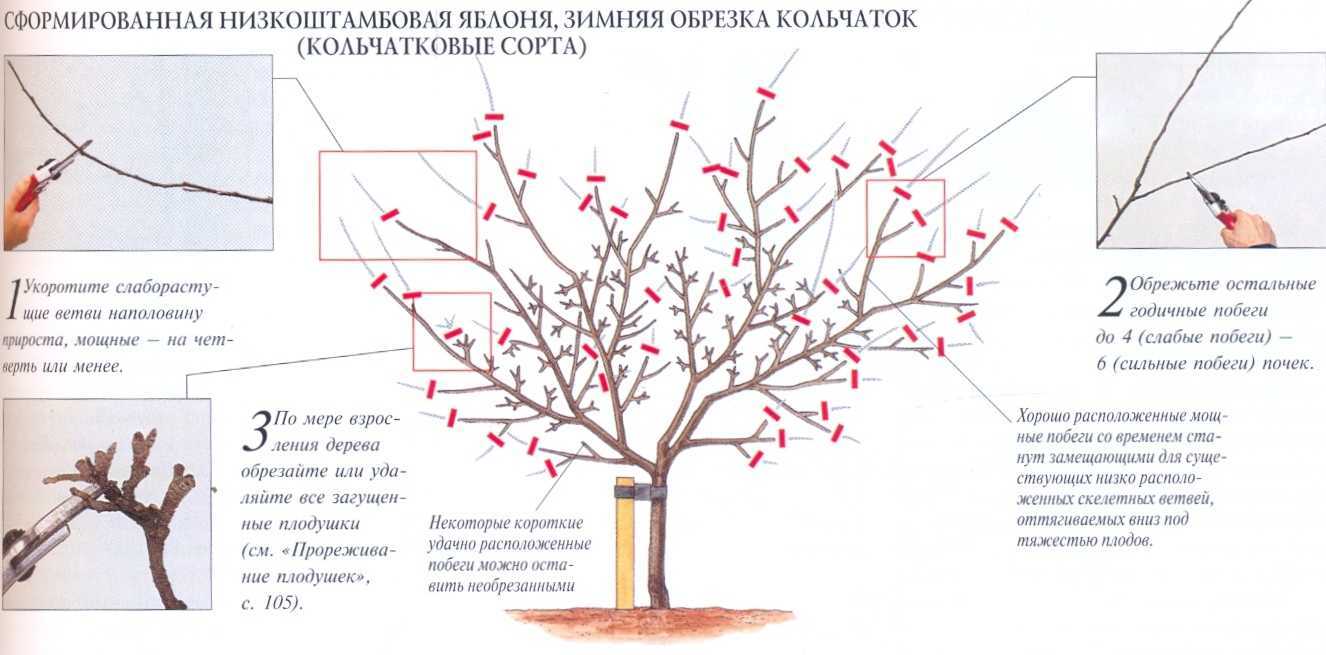 Как засушить дерево, химическое уничтожение деревьев