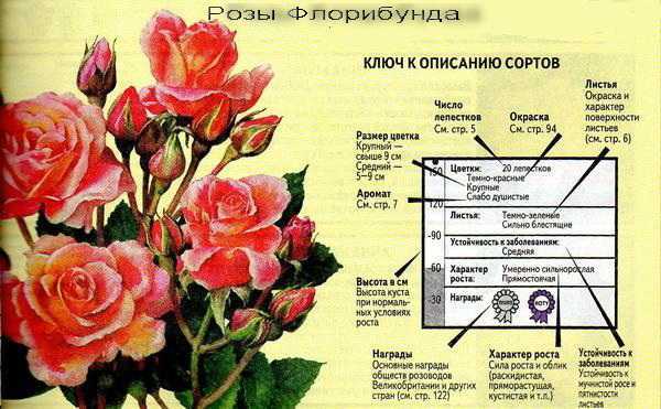 Описание сортов розы спрей, посадка и уход в открытом грунте для новичков