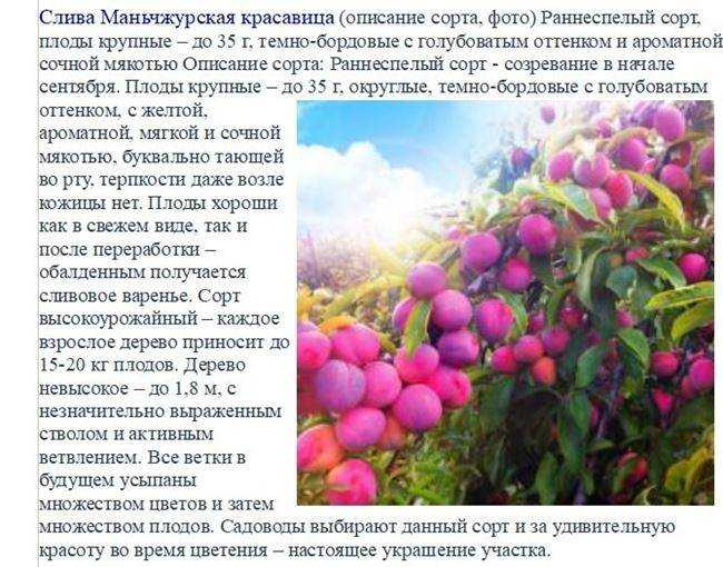 О сливе Маньчжурская Красавица: описание сорта, агротехника выращивания