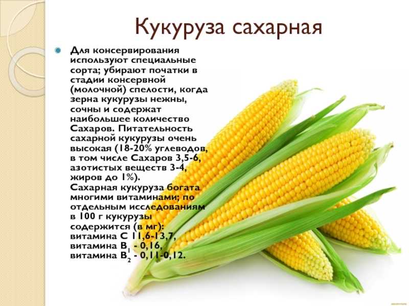 Как вырастить в подмосковье и средней полосе сладкую кукурузу