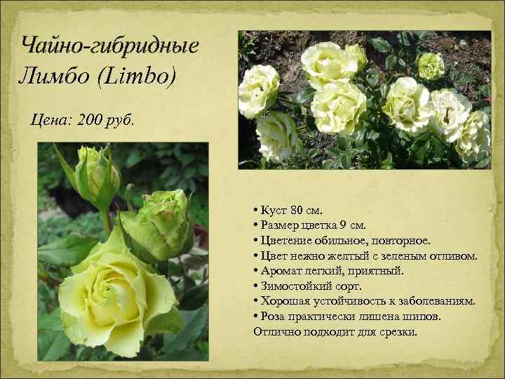 Роза муди блюз — основные правила содержания растения