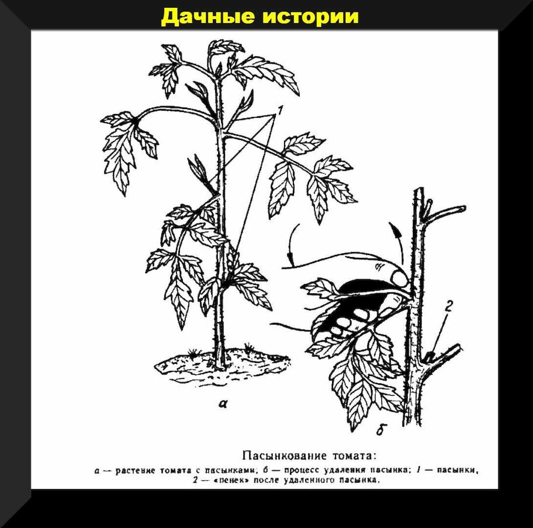 Как и чем поливать рассаду помидор в домашних условиях - как часто и сколько воды