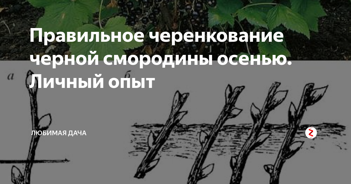 Нюансы размножения смородины черенками летом, осенью и весной