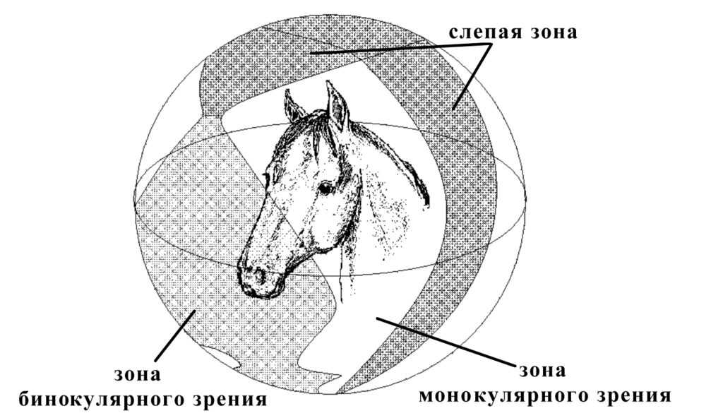 Зрение лошади и особенности глаз.как проверить зрение лошади | мои лошадки