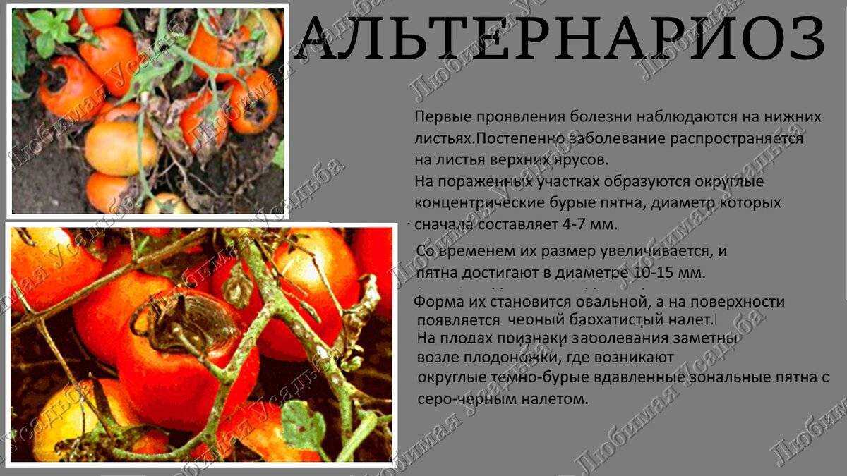 Пятна на листьях помидоров [диагностика и рекомендации что делать] | сад и огород
пятна на листьях помидоров [диагностика и рекомендации что делать] | сад и огород