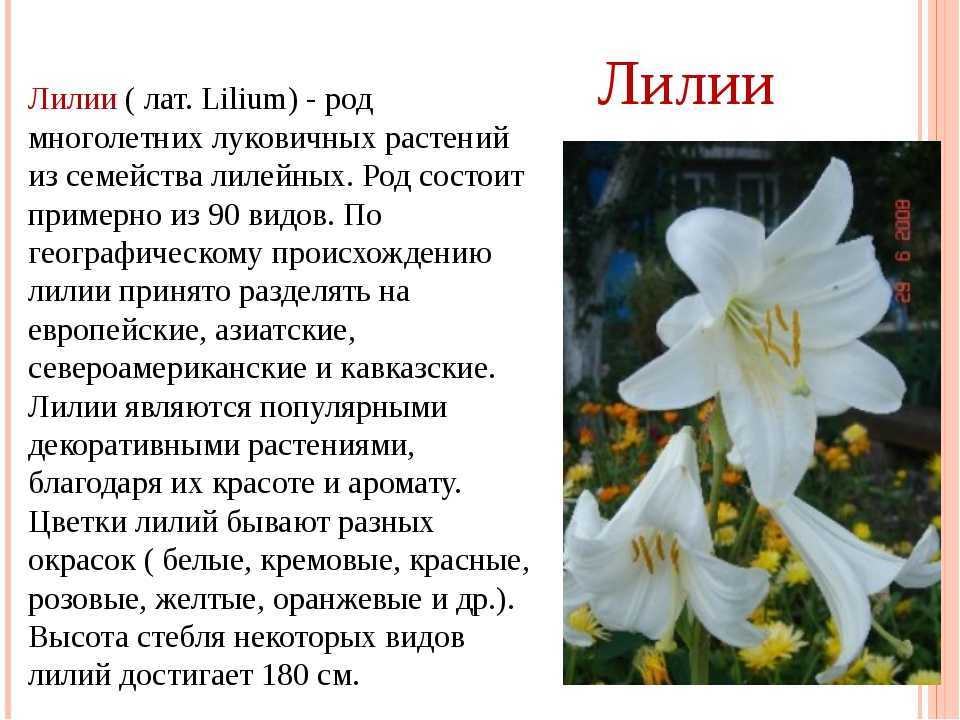 Лилия (55+ фото) - описание 9 сортов, выращивание +отзывы