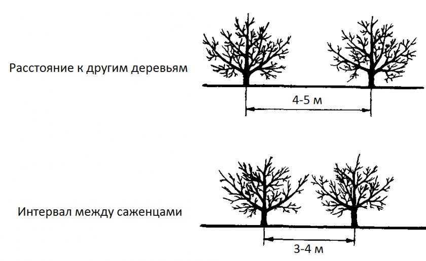 Жимолость: выращивание в саду, виды и сорта