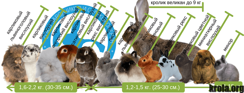 Мини кролик: как выглядят, описание и характеристика, уход и содержание в домашних условиях