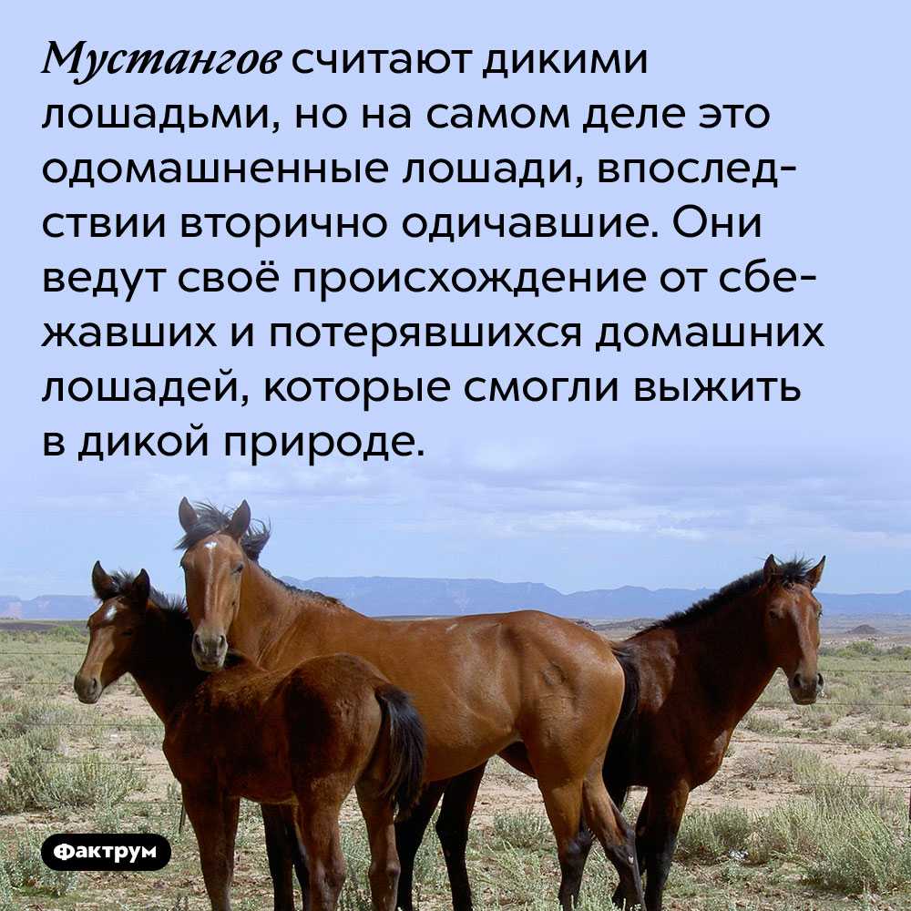 Лошадь мустанг. образ жизни и среда обитания мустангов