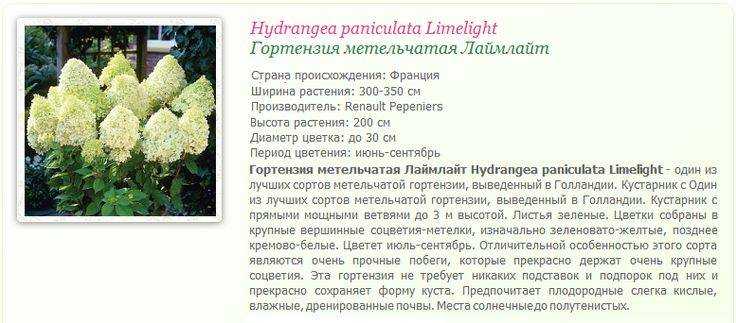 Гортензия метельчатая лаймлайт: описание, посадка и уход