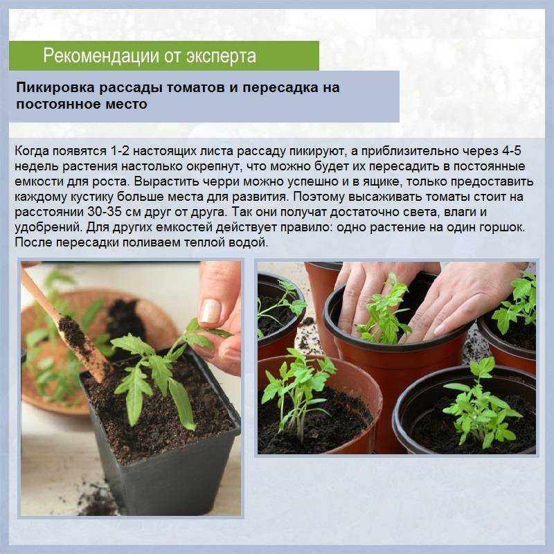 Не растет рассада томатов после пикировки: причины, что делать, чем подкормить, особенности ухода за рассадой
