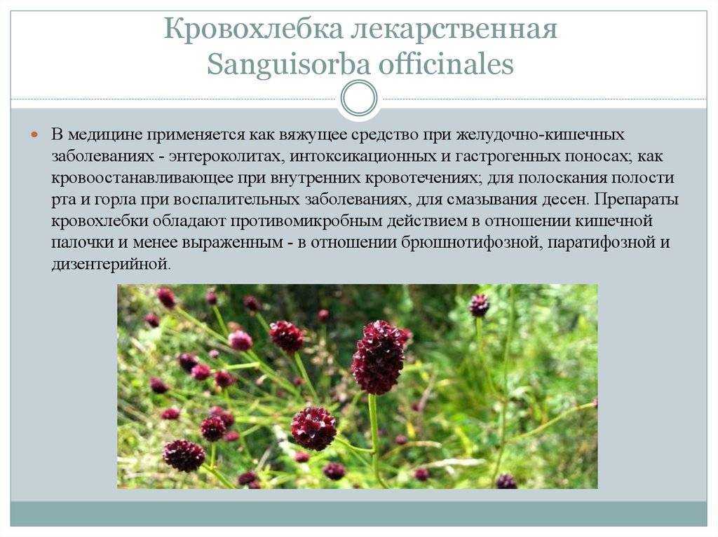 Кровохлебка - польза и применение в народной медицине