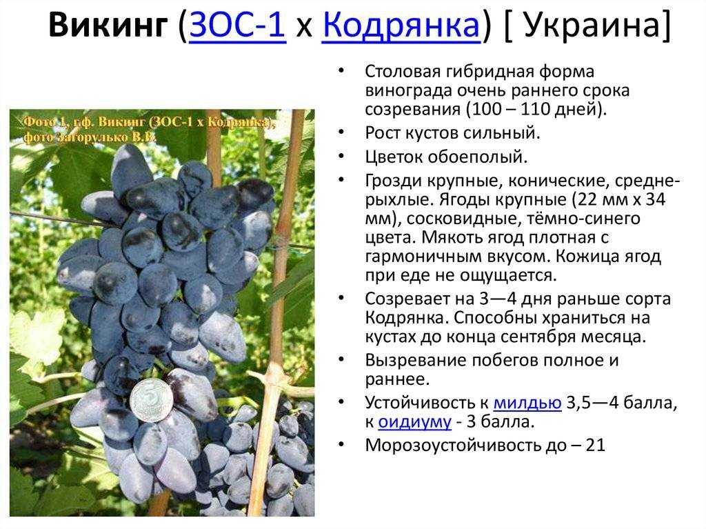 Описание сорта винограда Викинг: посадка, особенности ухода и содержания