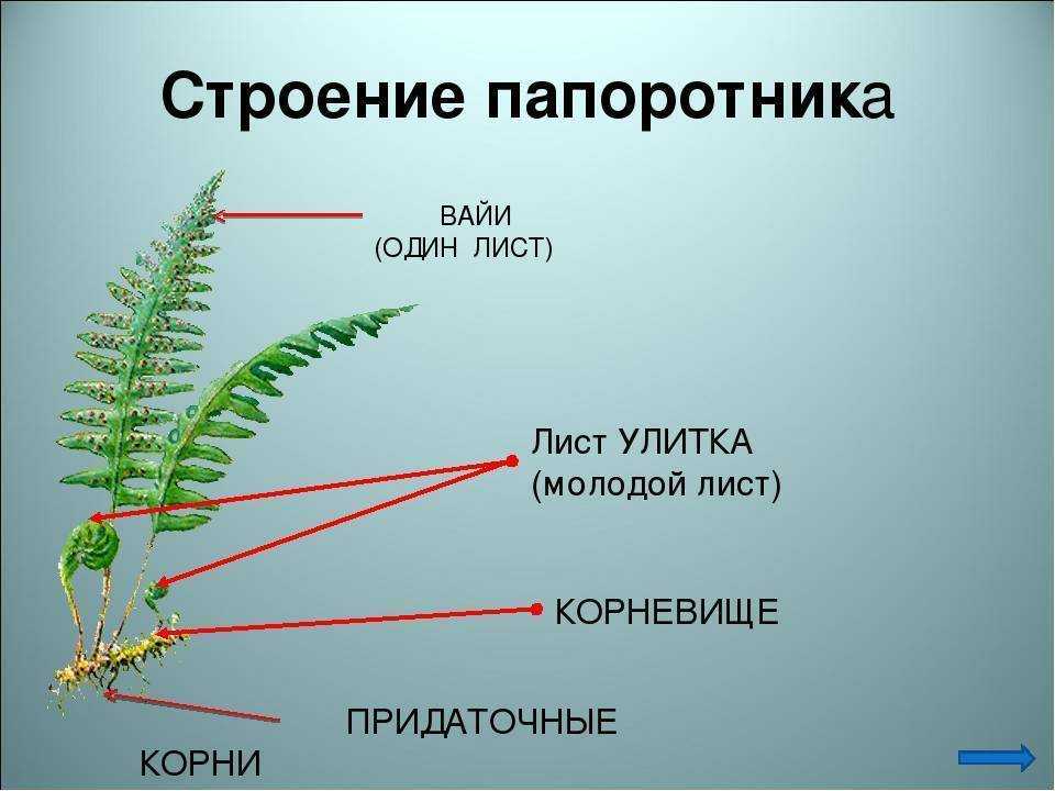 Цветок папоротника: как выглядит, легенды, факты, как найти, что делать