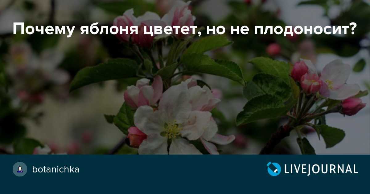 Яблоня не цветет. • советы опытных садоводов