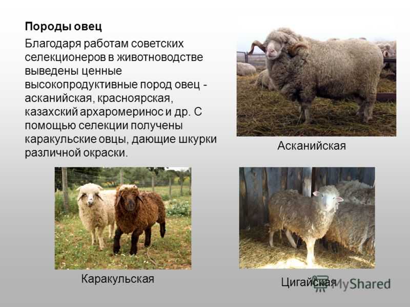 Классификация пород овец —