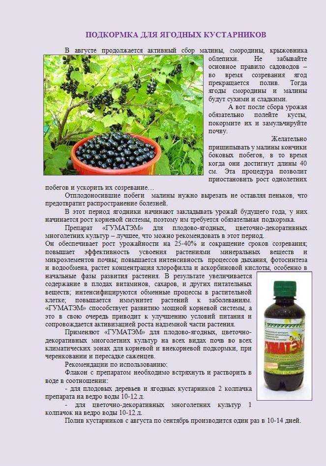 Уход за смородиной весной: обрезка, подкормки, обработка, пересадка