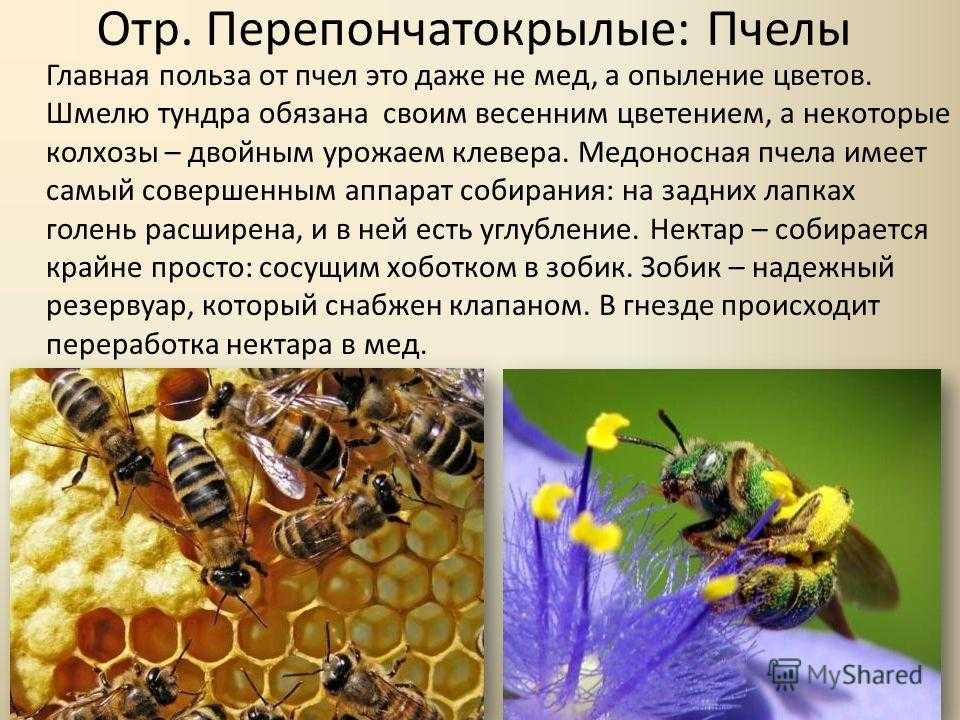 Матка осы – особенности поведения и жизненный цикл основательницы колонии