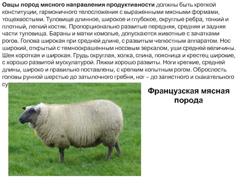 Всё о романовской породе овец. характеристики, отзывы, фото и видео