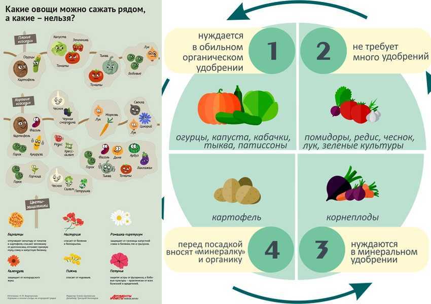 После чего сажать огурцы на следующий год