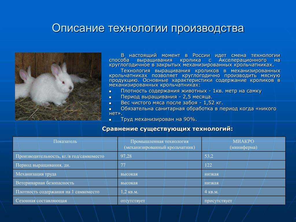 Особенности и правила содержания декоративного кролика