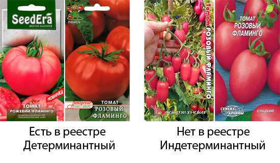 Томат розовый фламинго: отзывы об урожайности помидоров от биотехники, характеристика и описание детерминантного сорта, видео и фото куста в высоту