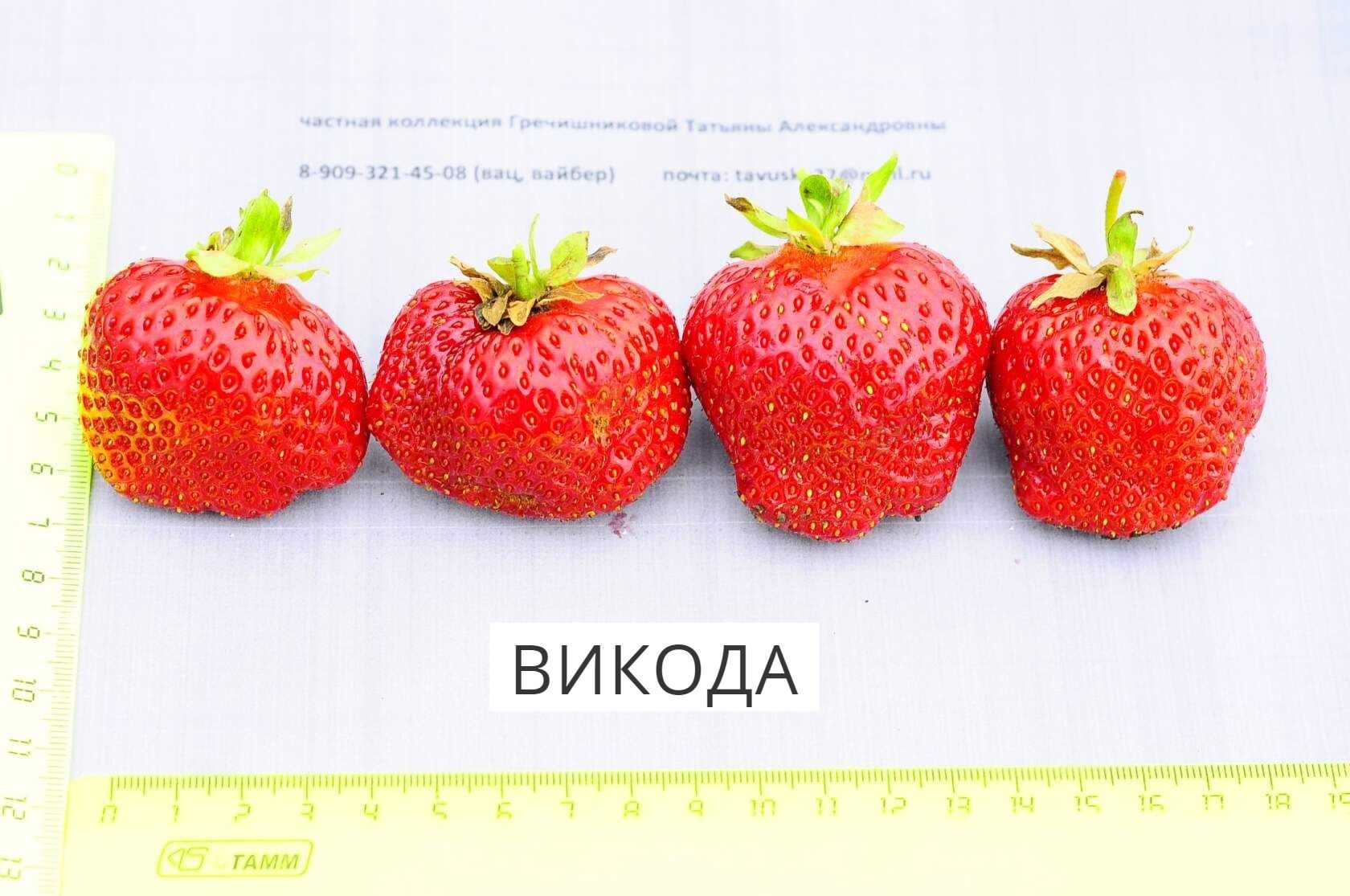 Клубника викода: описание, отзывы, фото, размножение, посадка и уход