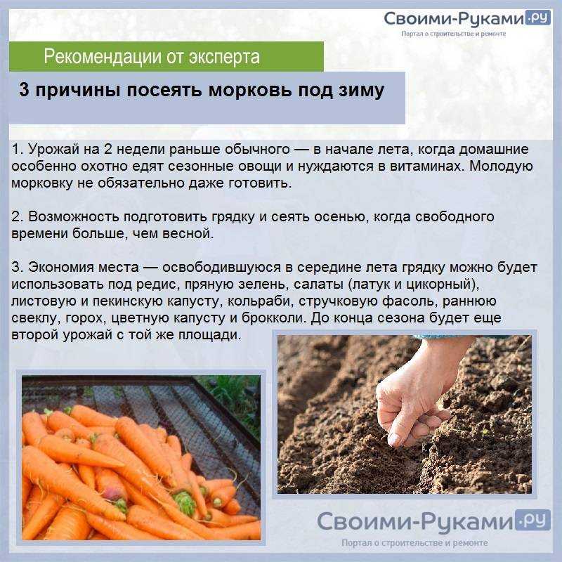 Когда сажать тыкву на рассаду в 2022 году и в открытый грунт