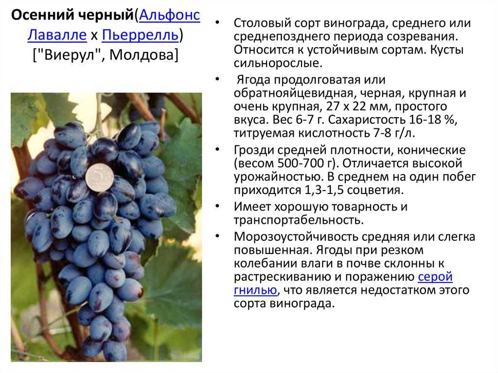 Лучшие сорта винограда для подмосковья - 20 самых вкусных, морозостойких