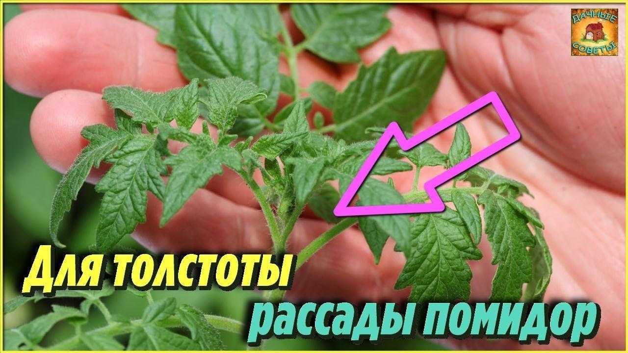 Рассада помидор подкормка первая, после всходов, после пикировки