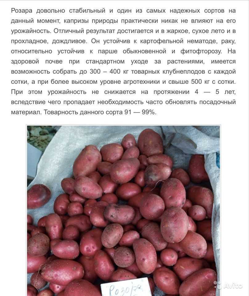 Картофель любава: описание сорта, характеристики, советы.