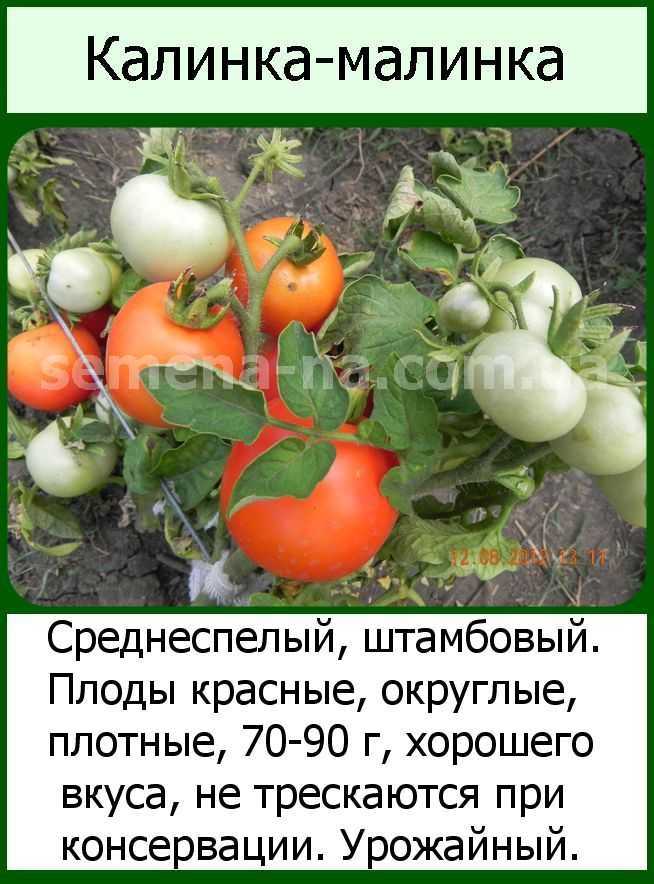 ✅ о томате малинка: описание сорта, характеристики помидоров, агротехника