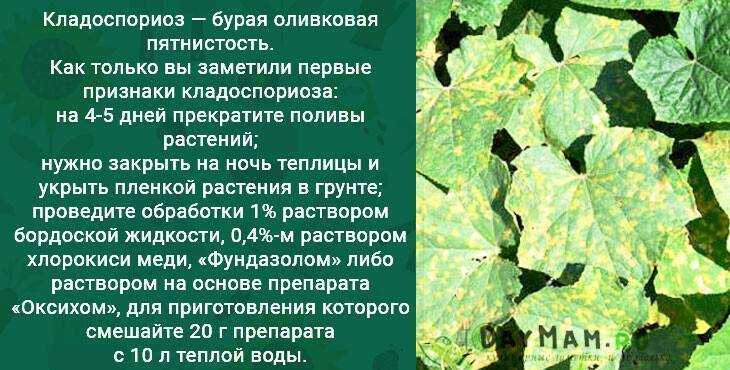 Ложная мучнистая роса (пероноспороз)