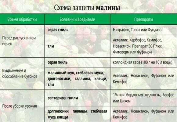 Как обработать кусты смородины с наступлением весны?