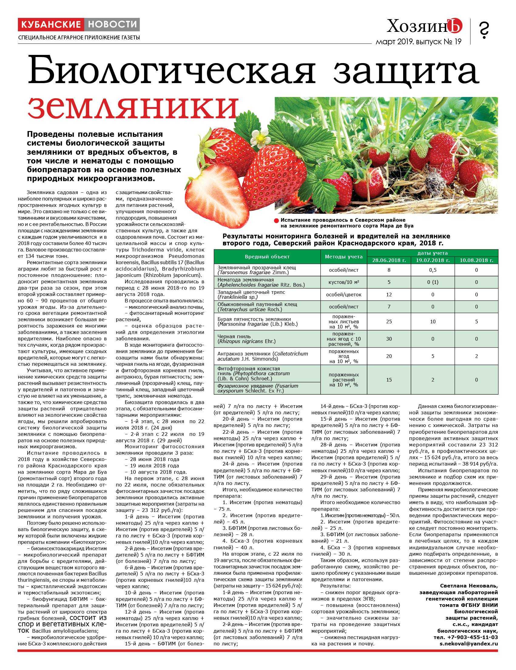 Чем опрыскать клубнику весной от вредителей и болезней в 2023 году: до цветения, во время цветения, во время плодоношения