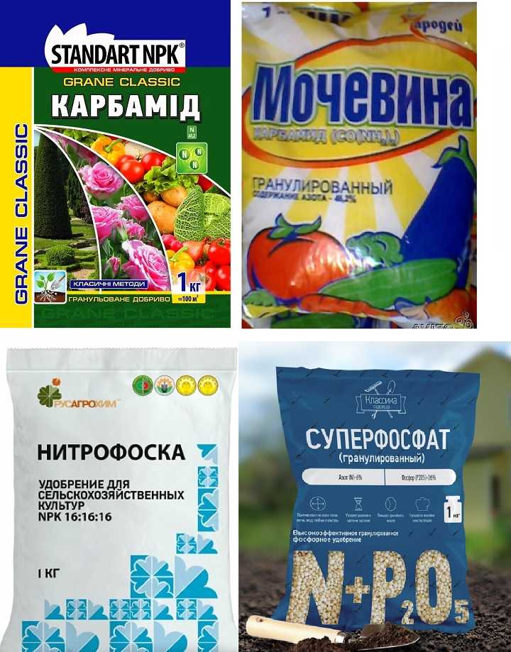 Поздний сорт сливы «памяти тимирязева»: в чем его плюсы и минусы?