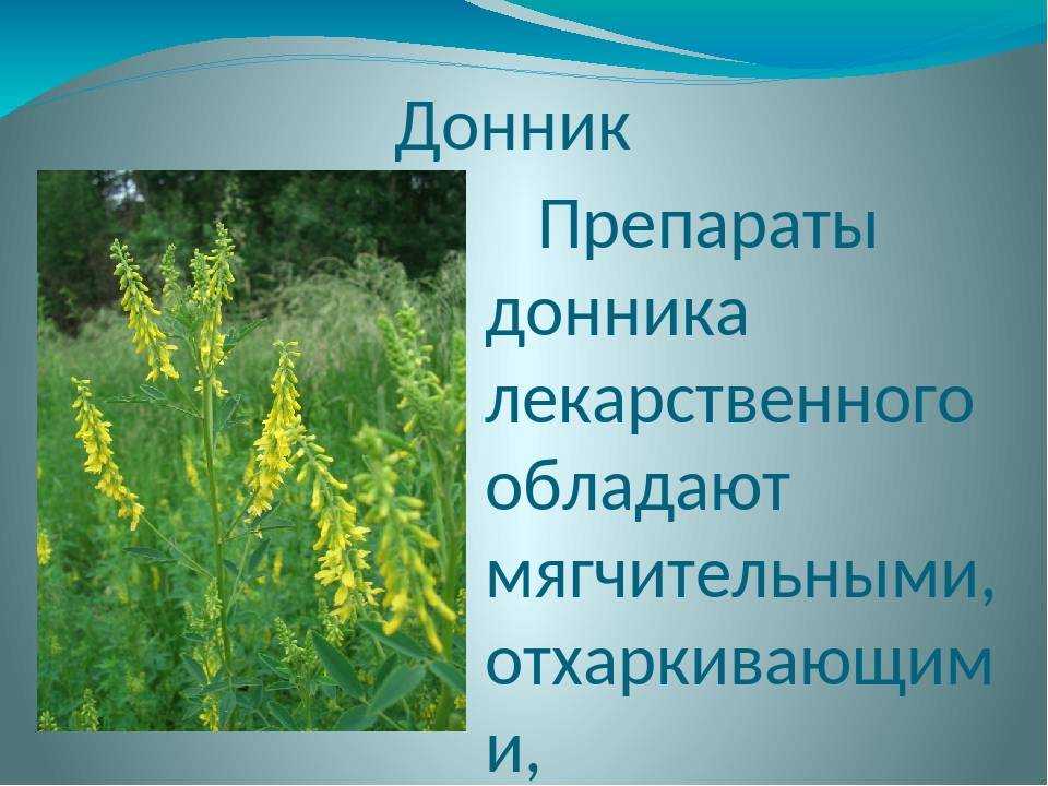 Донник. полезные свойства | лесная кладовая