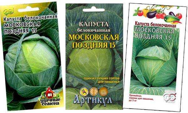 Сорт капусты московская поздняя, описание, характеристика и отзывы, а также особенности выращивания
