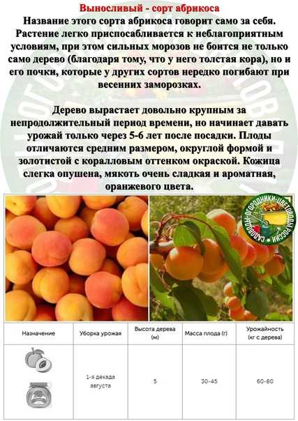 Выращивание абрикосов в средней полосе