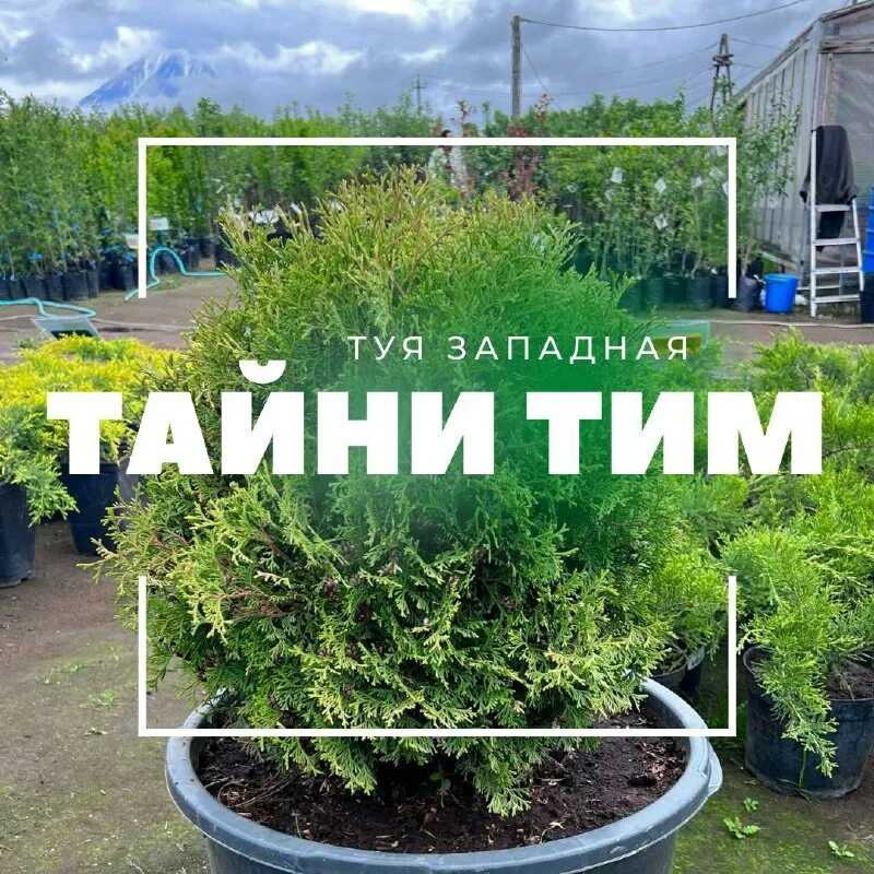 Правильная посадка вьющейся и кустовой фасоли в открытый грунт весной