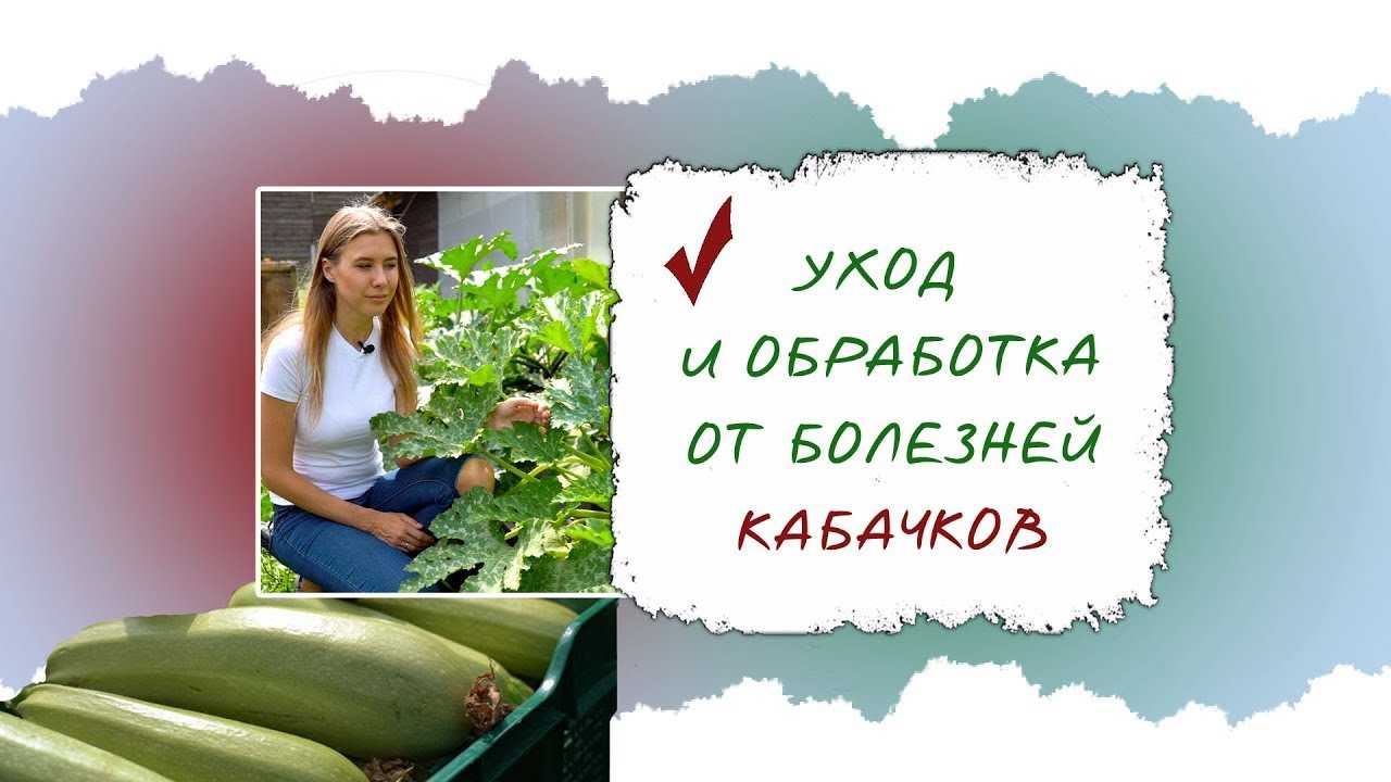 8 хитростей для большого урожая кабачков. посадка, подкормки, полив, сбор урожая. фото — ботаничка