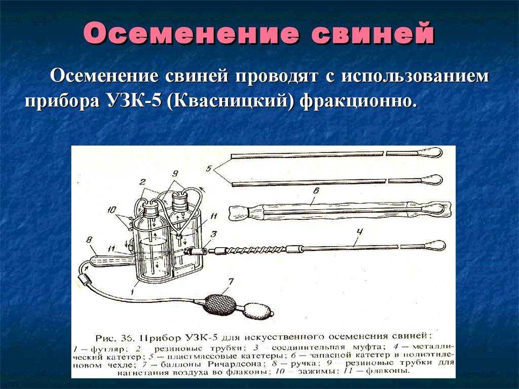 Покрыть быком или осеменить корову (все риски и выгода!)