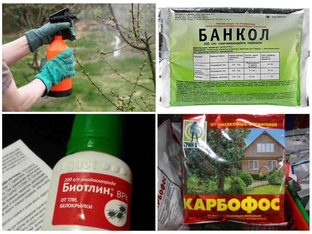 Сода для огурцов: чем полезна, когда опрыскивать