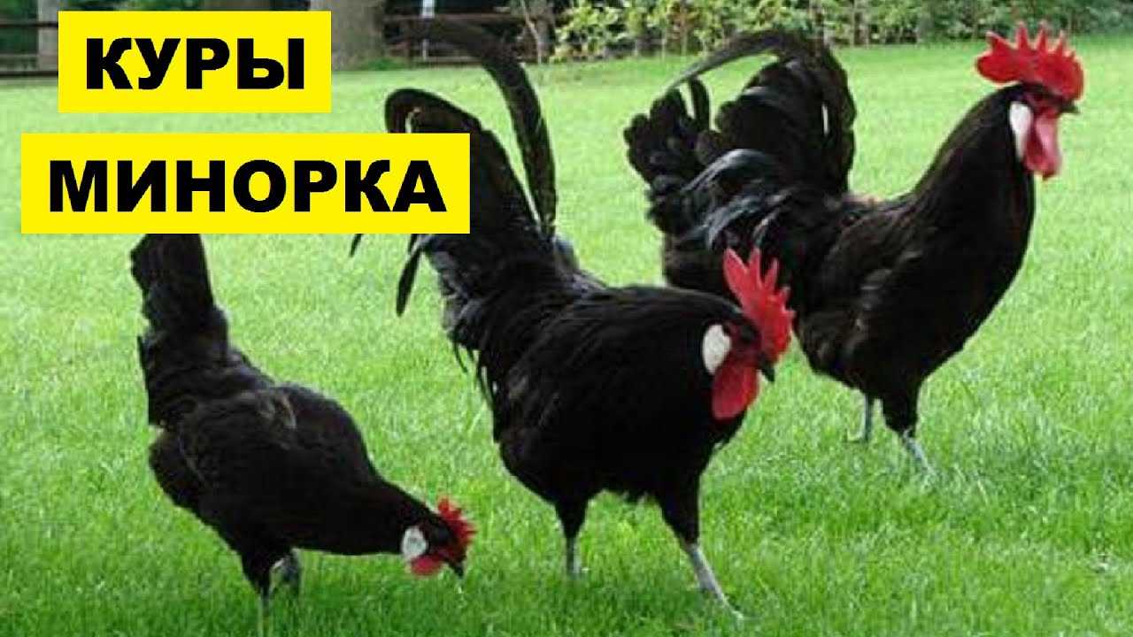 ✅ белая минорка. минорка: особенности породы, условия для содержания кур - живой-сад.рф