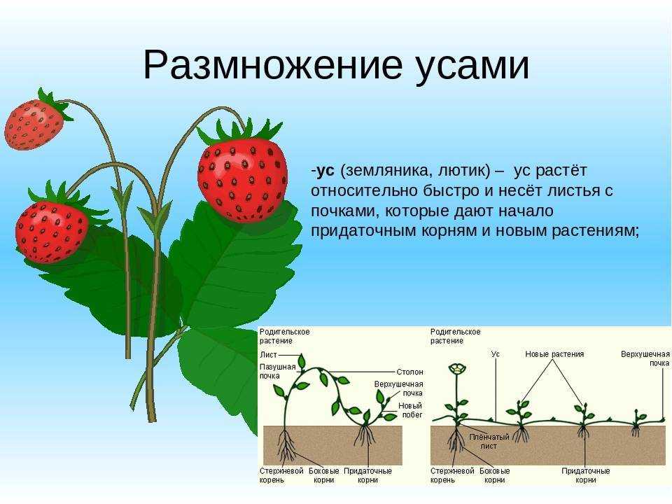 Поздняя клубника берегиня — вне конкуренции по урожайности и вкусу