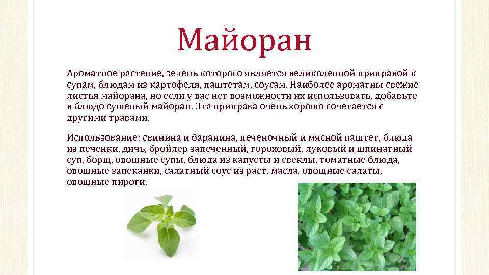 Майоран – специя, которой под силу все!
