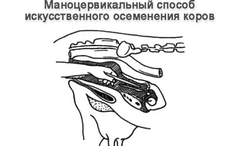 Искусственное осеменение коров
