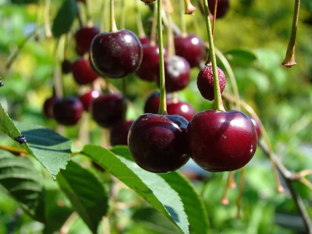 Описание и характеристика сорта вишни любская